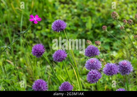 Fleur de ciboulette pourpre (ciboulette sauvage, oignon à fleurs, ciboulette à l'ail, ciboulette chinoise), nom latin : Allium schoenoprasum. Banque D'Images