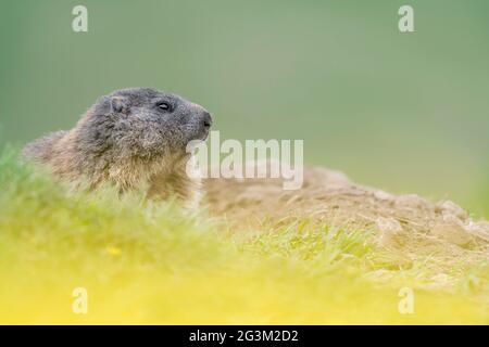 Marmotte alpine sur le terrier (Marmota marmota) Banque D'Images