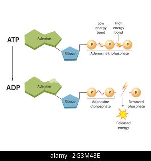 ATP : la monnaie énergétique de la cellule Banque D'Images