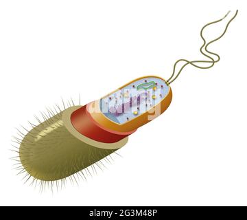 Illustration de la structure cellulaire des bactéries Banque D'Images