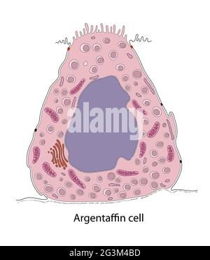 Diagramme de la cellule gastrique d'argentaffin Banque D'Images