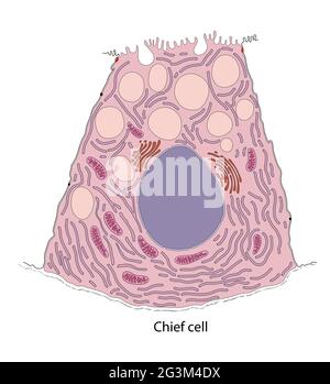 Diagramme de la cellule gastrique principale Banque D'Images