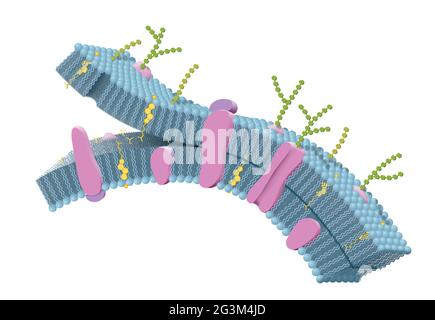 Membrane cellulaire avec phospholipides, cholestérol, protéines intrinsèques et extrinsèques. Illustration 3D Banque D'Images