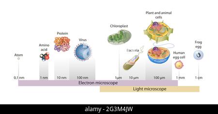 Tailles de cellules dessinées sur une échelle logarithmique, indiquant la gamme d'objets facilement résolvables au microscope électronique et à la lumière Banque D'Images