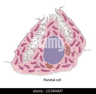 Diagramme de la cellule gastrique d'argentaffin Banque D'Images