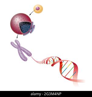 Structure de cellule. Molécule d'ADN Banque D'Images