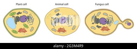 Structure des cellules végétales, animales et fongiques Banque D'Images