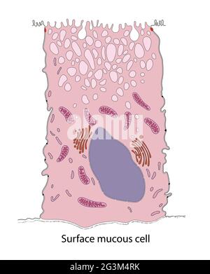 Schéma des cellules muqueuses de surface de l'estomac de la chauve-souris Banque D'Images
