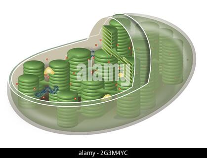 Chloroplaste, organelle de cellules végétales Banque D'Images