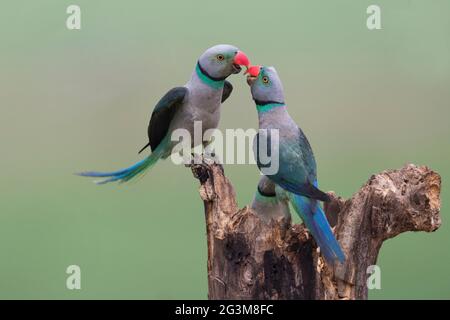 L'image de Malabar Parakeet (Psittacula columboides) à Shimoga, Karnatka, Inde, Asie Banque D'Images