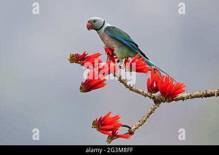 L'image de Malabar Parakeet (Psittacula columboides) à Shimoga, Karnatka, Inde, Asie Banque D'Images