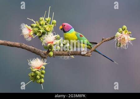 L'image de Psittacula cyanocephala (Psittacula cyanocephala) à Shimoga, Karnataka, Inde, Asie Banque D'Images