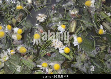 engrais liquide provenant d'herbes dans le jardin Banque D'Images