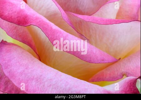 Photo macro de profondeur de champ étroite des détails de la fleur rose et jaune. Banque D'Images