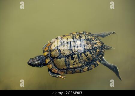 Tortue solitaire nageant dans un lac Banque D'Images