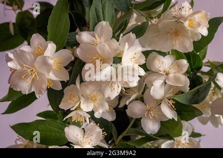 Belles fleurs blanches délicates sur une branche de jasmin Banque D'Images
