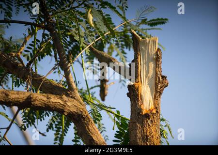 La vue détaillée d'un grand arbre est tombée après un coup de foudre. Banque D'Images