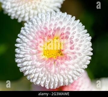 Fleur d'une plante florissante du genre Bellis en forme de bol Banque D'Images