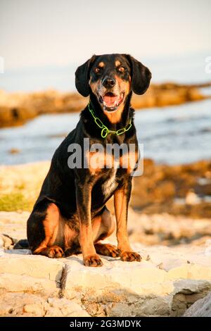 Chien de race New Zealand Huntaway assis sur les rochers et posant dans le fond d'un lac Banque D'Images