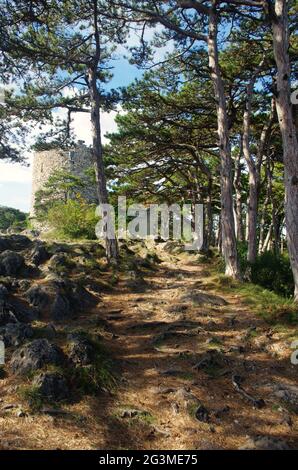 Tour noire de Mödling avec des forêts de pins et des poutres de soleil. Moedling (Mödling), Basse-Autriche. Voyage destination voyage au départ de Vienne. Sentiers de randonnée nature. Banque D'Images