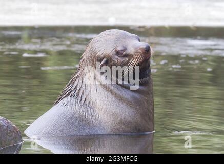 Le lion de mer nageant dans l'eau froide Banque D'Images