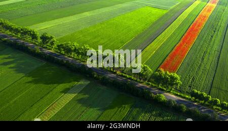 Des coquelicots sur le terrain à l'aube, vue de drone. Banque D'Images
