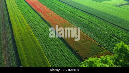 Des coquelicots sur le terrain à l'aube, vue de drone. Banque D'Images