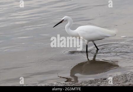 Little Egret chasse pour la nourriture dans les eaux peu profondes Banque D'Images