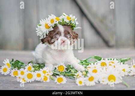 Blanc avec des oreilles brunes chihuahua chiot assis, sur sa tête une couronne de pâquerettes, sur un fond en bois gris Banque D'Images