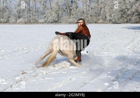 '14.02.2021, Altlandsberg, Brandebourg, Allemagne - le cheval et le cavalier tombent sur une promenade sur un terrain enneigé. 00S210214D947CAROEX.JPG [VERSION DU MODÈLE : YE Banque D'Images