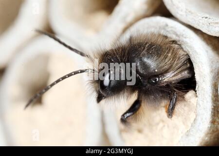 '29.03.2021, Berlin, , Allemagne - l'abeille rouge mason glisse d'un tube de bambou d'un hôtel d'insecte au printemps. 00S210329D1306CAROEX.JPG [VERSION DU MODÈLE : NON, P Banque D'Images