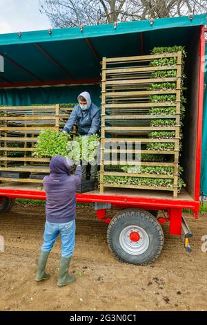 '17.04.2021, Soest, Rhénanie-du-Nord-Westphalie, Allemagne - la culture végétale, les semis industriels de chou sont plantés dans le champ. 00X210417D008CAROE Banque D'Images