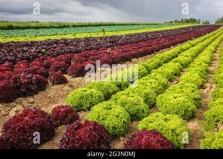 '25.05.2021, Soest, Rhénanie-du-Nord-Westphalie, Allemagne - Culture végétale, laitue en rangées dans le champ, laitue à feuilles de chêne (Lactus sat Banque D'Images