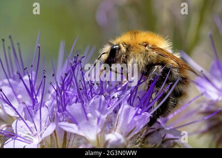 Abeille commune de carder sur le tacy phacelia Banque D'Images