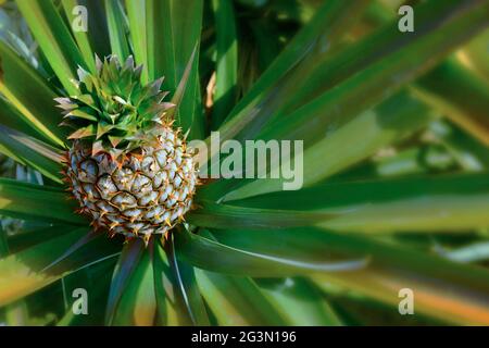 ananas juteux en plantation Banque D'Images