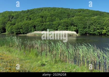 Usine d'eau de Sicile un reedbed dans l'eau douce bleue du lac de Biviere dans les montagnes de la réserve naturelle de Nebrodi Banque D'Images