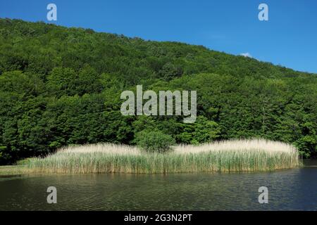 Usine d'eau de Sicile un reedbed dans l'eau douce bleue du lac de Biviere dans les montagnes de la réserve naturelle de Nebrodi Banque D'Images