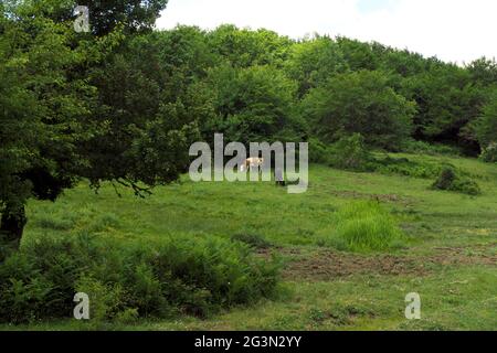 agriculture en Sicile deux vaches pâturages herbe verte dans les montagnes de Nebrodi Banque D'Images
