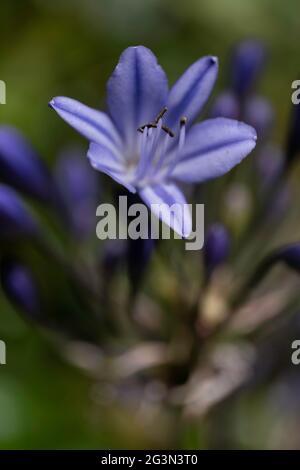 Gros plan de la fleur violette d'Agapanthus africanus, connue sous le nom de nénuphars du Nil. Concentrez-vous sur les étamines, le pistil et quelques pétales, la profondeur de champ étroite Banque D'Images