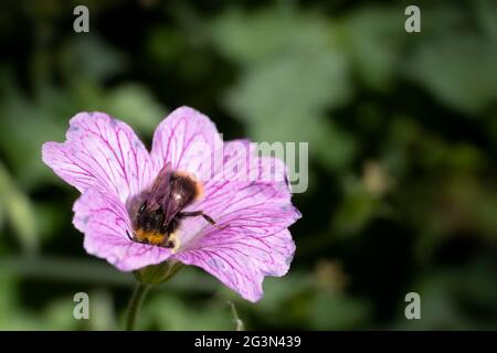 Bumblebee collectant le nectar et pollinisant une fleur rose de Geranium endressi 'Wargrave Pink' au soleil d'été. Arrière-plan vert flou Banque D'Images