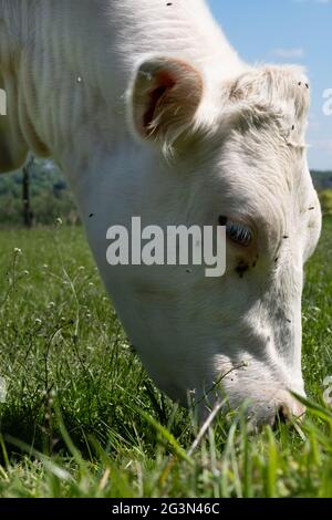 Tête d'une vache blanche en pâturage entourée de mouches dans un pré vert juteux. Vue latérale Banque D'Images