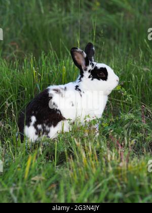 Un joli lapin noir et blanc bonbon dans le jardin. Banque D'Images