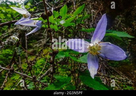 magnifique fleur de la passion lilas dans une forêt en été Banque D'Images