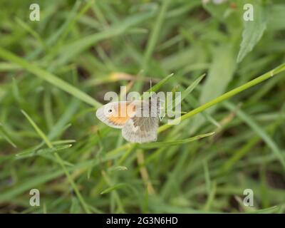 Une petite lande (Coenonympha pamphilus) au repos sur une lame d'herbe. Banque D'Images