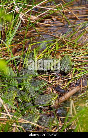 Bouquet de grenouilles assis dans l'herbe près d'un étang, également appelé Pélophylax ou wasserfrosch Banque D'Images