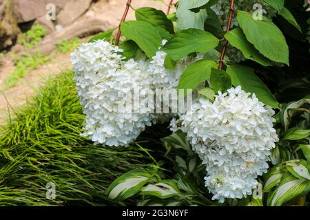 Belles fleurs de lilas dans la nature Banque D'Images