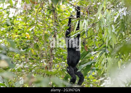 Hoolock Gibbon (Hylobates hoolock) grimpez dans la jungle. Gibbon Wildlife Sanctuary, Assam, Inde Banque D'Images