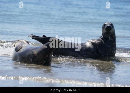 Helgoland, Allemagne. 16 juin 2021. Les phoques gris baignent de soleil sur la plage sud de la dune, sur l'île haute mer d'Helgoland. Credit: Marcus Brandt/dpa/Alay Live News Banque D'Images