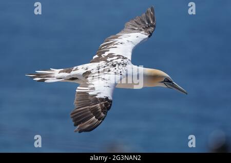 Helgoland, Allemagne. 15 juin 2021. Un gantet survole la roche de guillemot sur l'île de Helgoland, en haute mer. Credit: Marcus Brandt/dpa/Alay Live News Banque D'Images