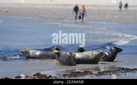 Helgoland, Allemagne. 16 juin 2021. Les phoques gris baignent de soleil sur la plage sud de la dune, sur l'île haute mer d'Helgoland. Credit: Marcus Brandt/dpa/Alay Live News Banque D'Images